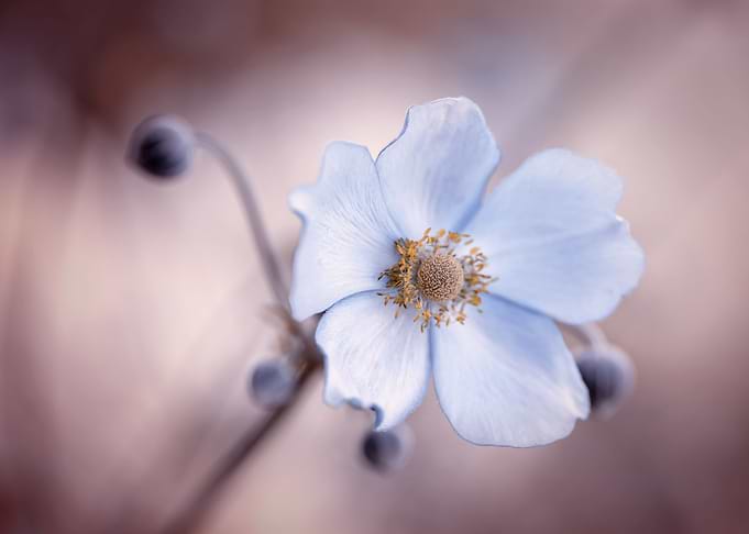 Anemone,white macro flower