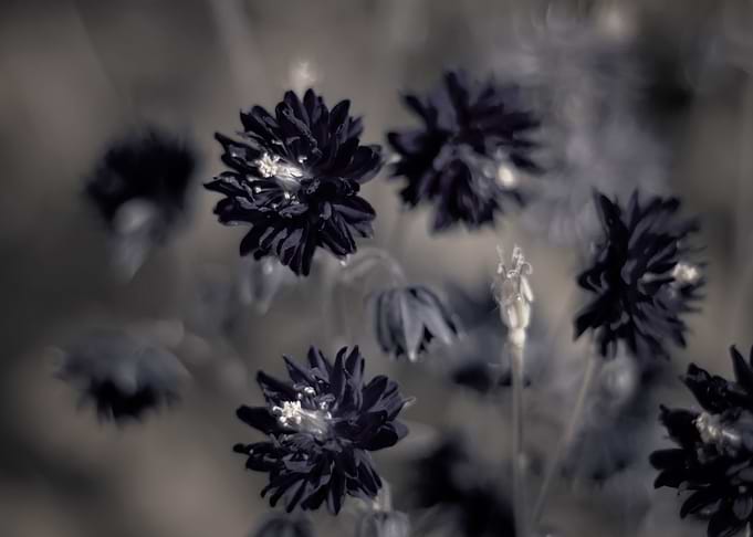 Dark flowers, garden,macro
