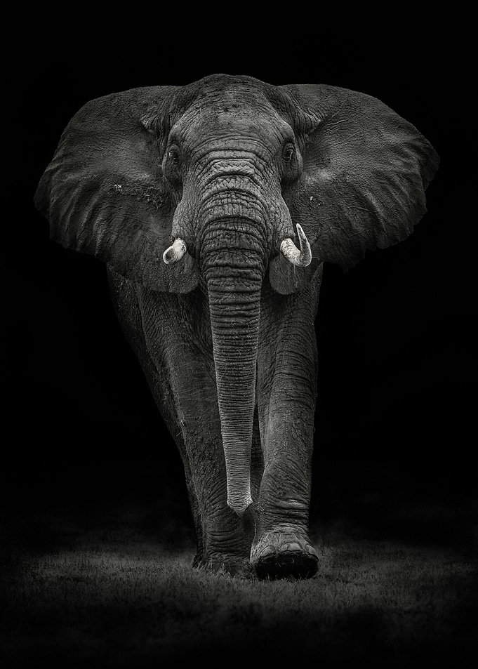 Ngorongoro Bull