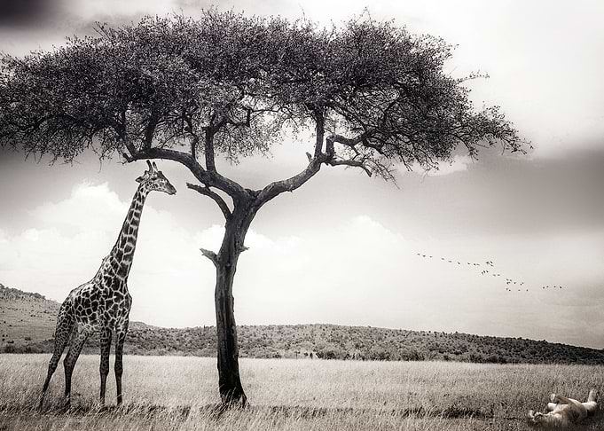 Under the African Sun