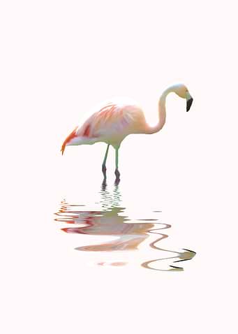 Simply Flamingo