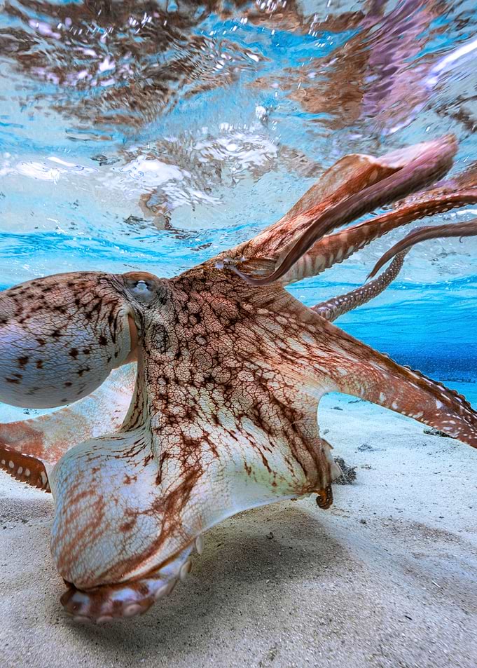 Dancing Octopus 2