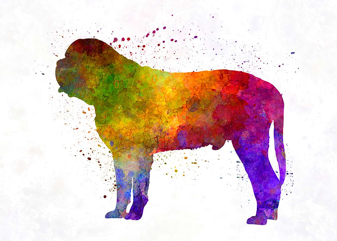 Mastiff in watercolor