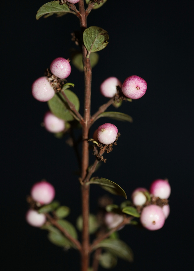 Wild flower fruit close up