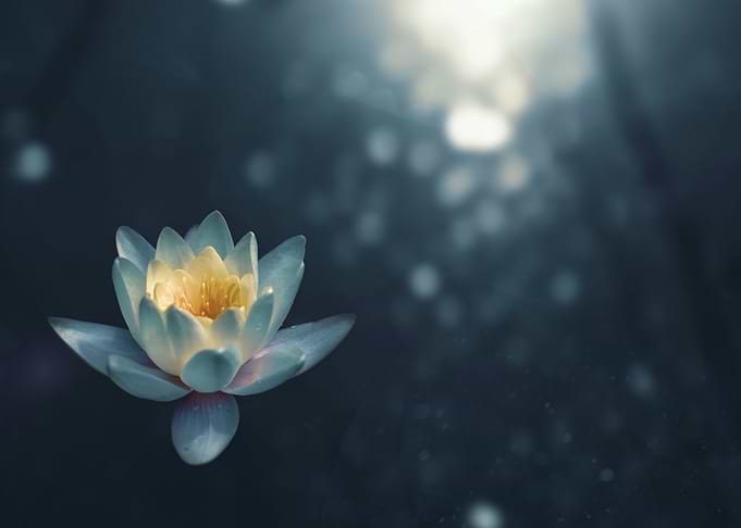 Water Lily