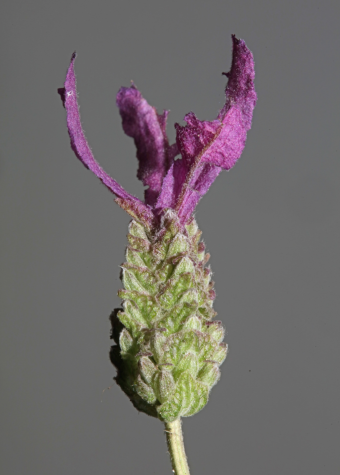 Lavandula flower blossom