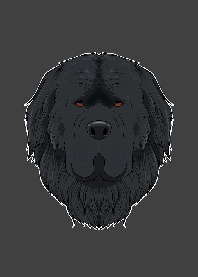 Newfoundland Lover I Dog