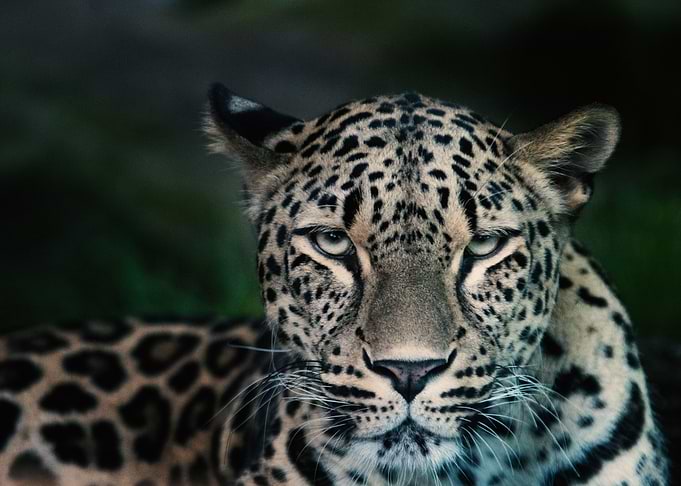 Portrait of Leopard