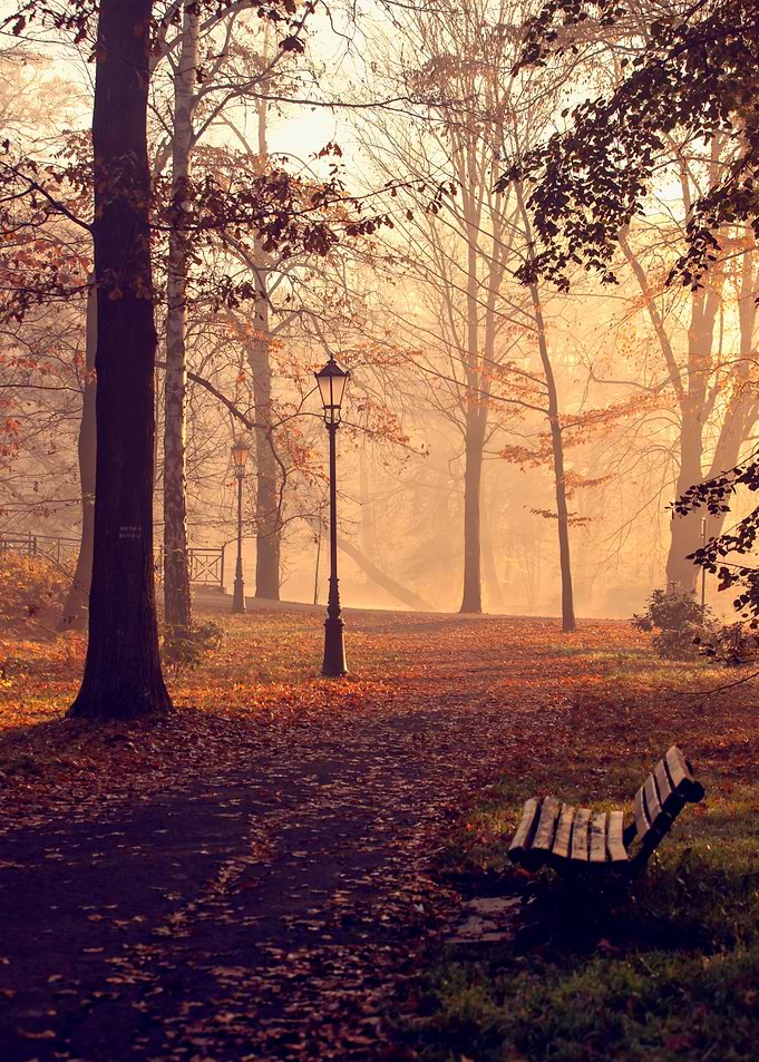 Autumn path among trees