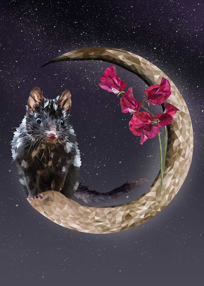Dasyurus viverrinus