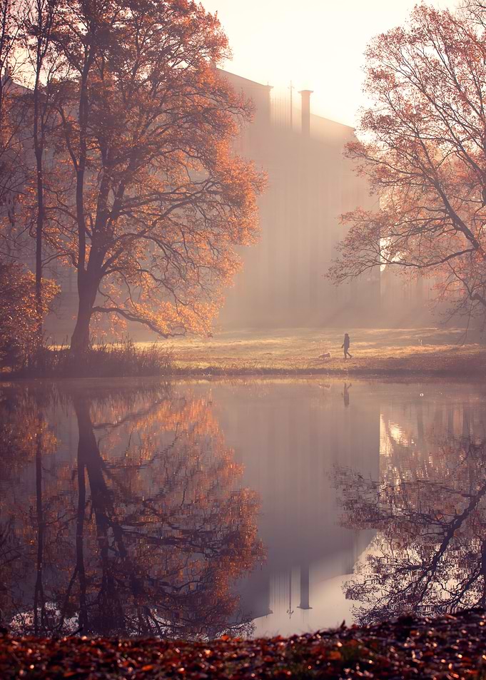 Autumn morning foggy park