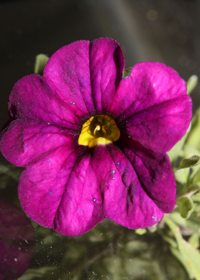 Flower blossoming cose up