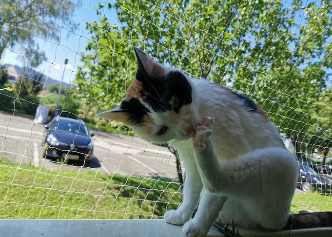 Cat maintain her Paw