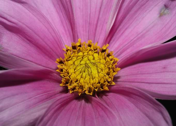 Purple cosmos flower macro