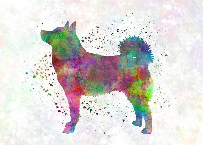Norwegian Buhund dog