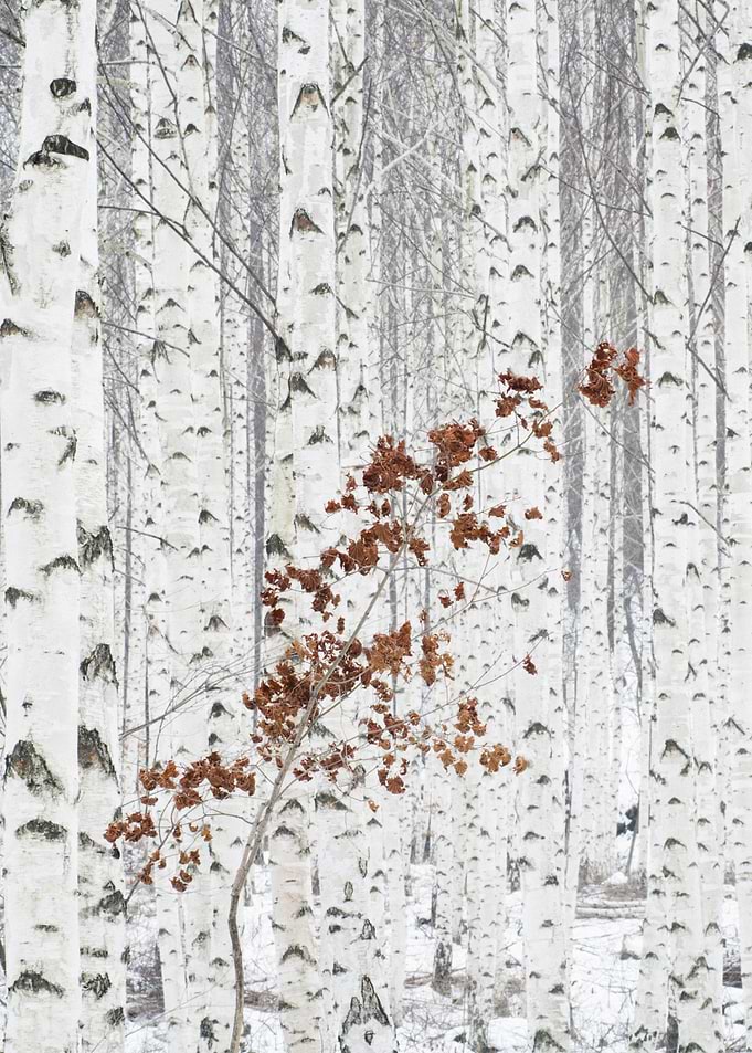 From White