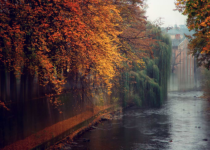 Autumn morning foggy park