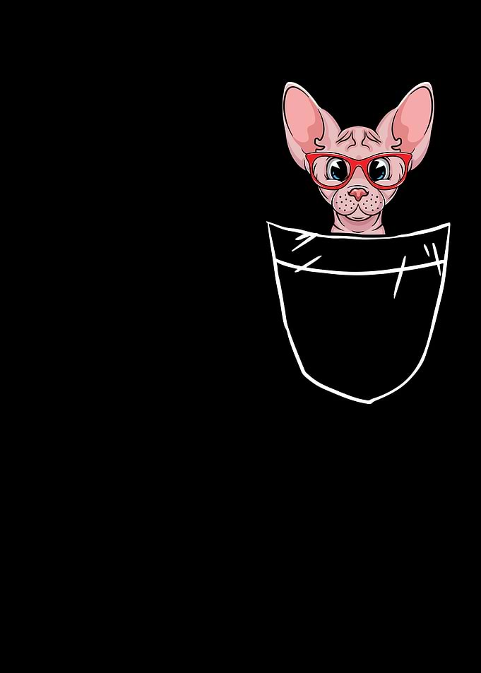 Cute Sphynx Cat