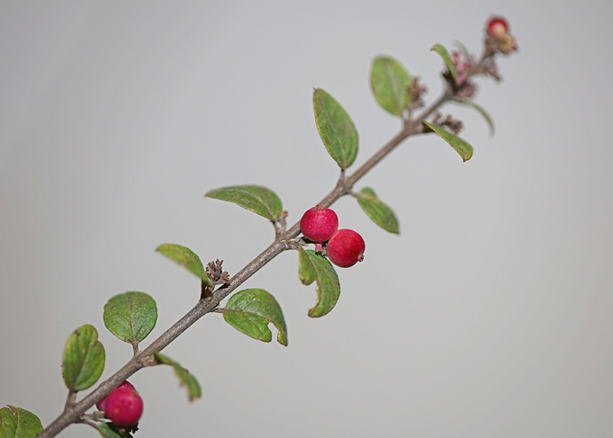 Symphoricarpos fruit macro