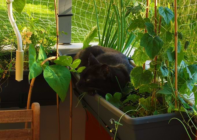 Cat Sunbathing