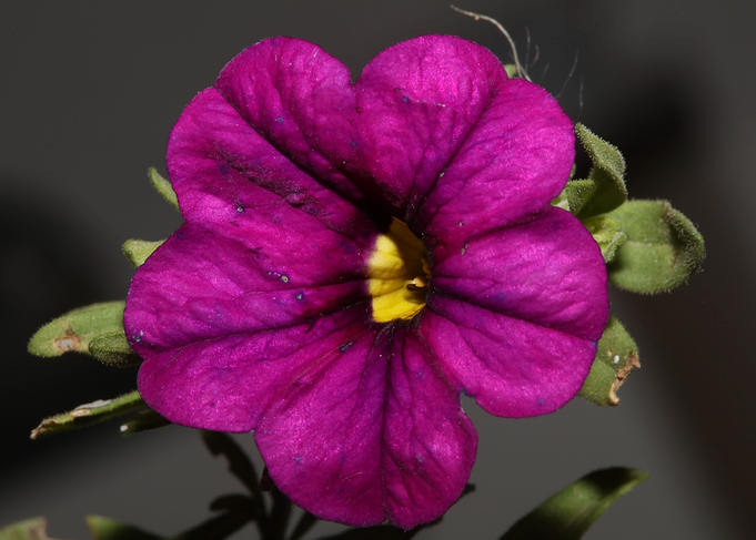 Flower blossoming cose up