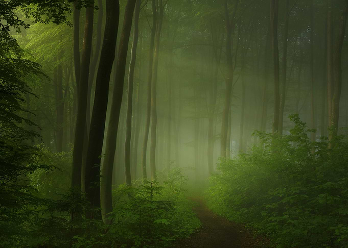 Forest Morning
