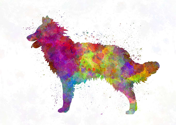 Mudi in watercolor