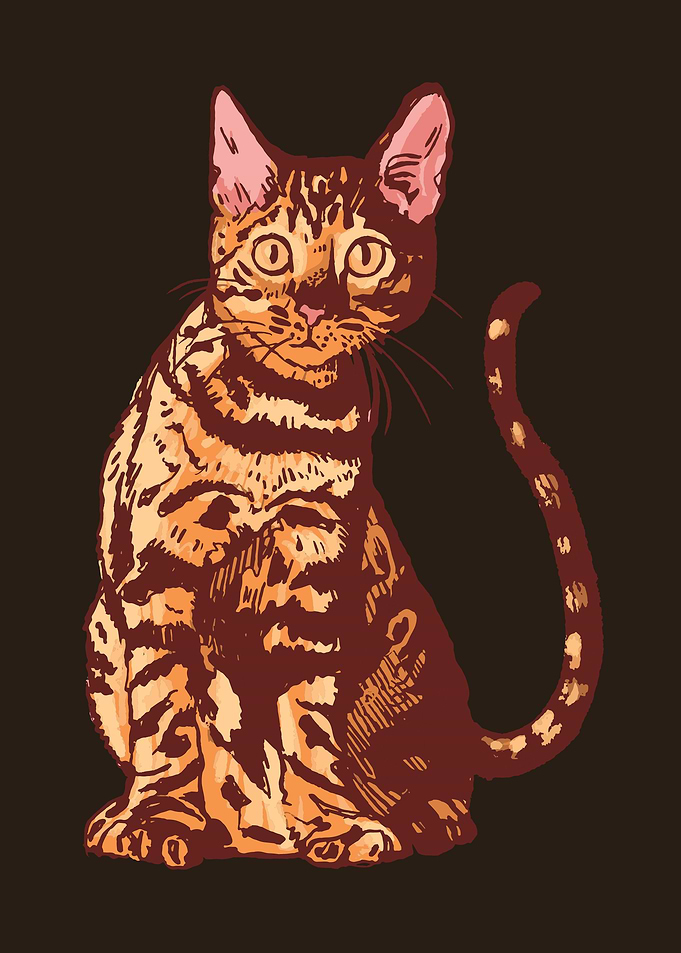 Bengal cat