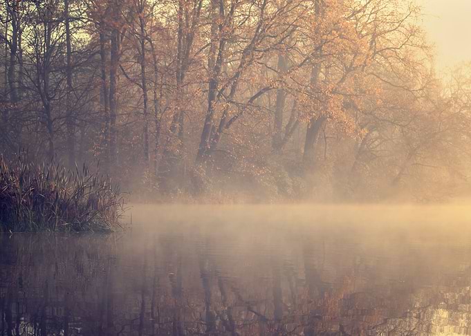 Autumn foggy lake in park