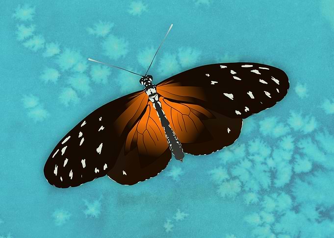 Tiger long wing butterfly