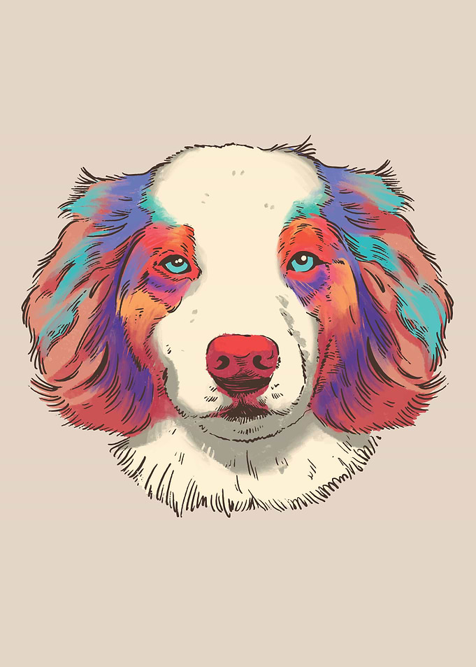 Australian shepherd