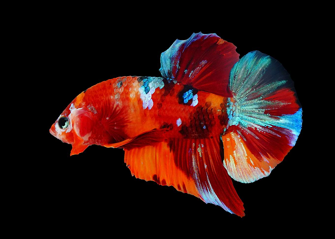 Multicolor Bettafish
