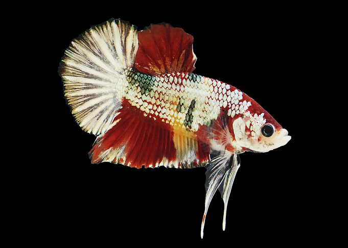 Nemo Copper Betta Fish