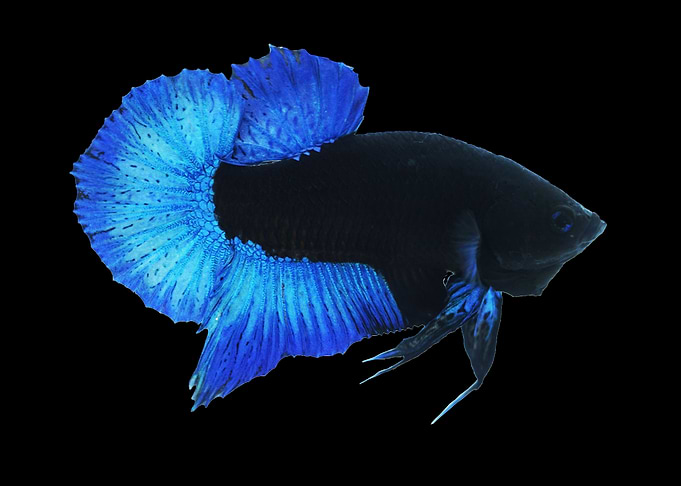 BBL Betta Fish