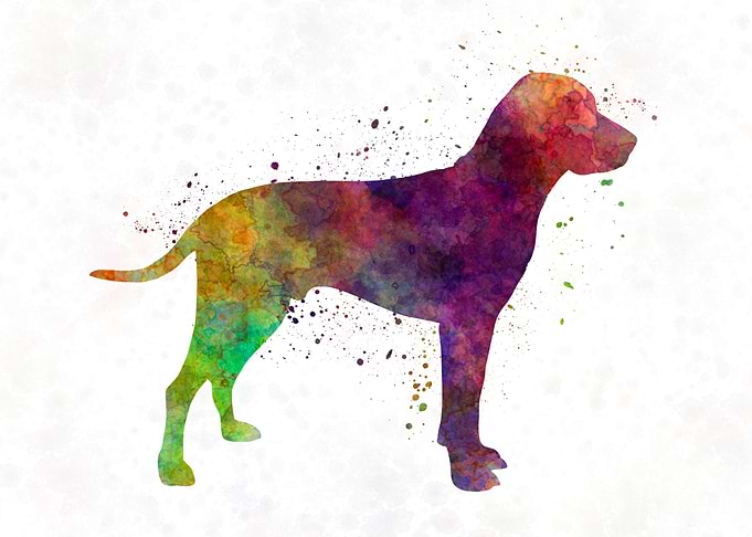 Old Danish Pointer dog