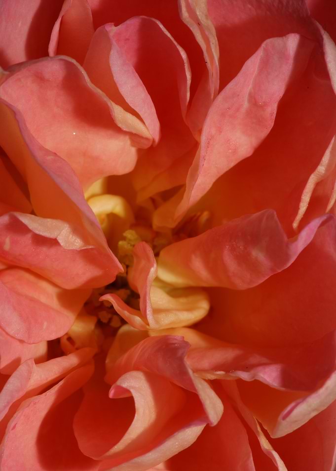Rose flower blossom macro
