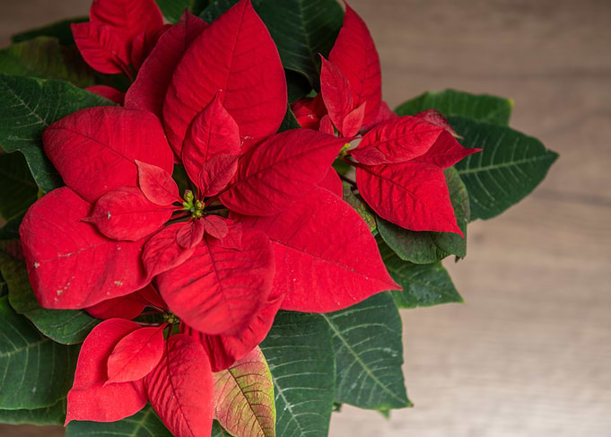 Beautiful red poinsettia