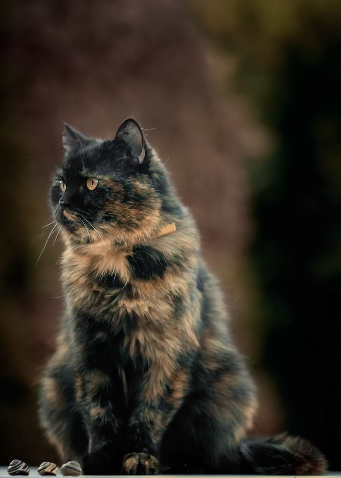 Big cat, domestic pet