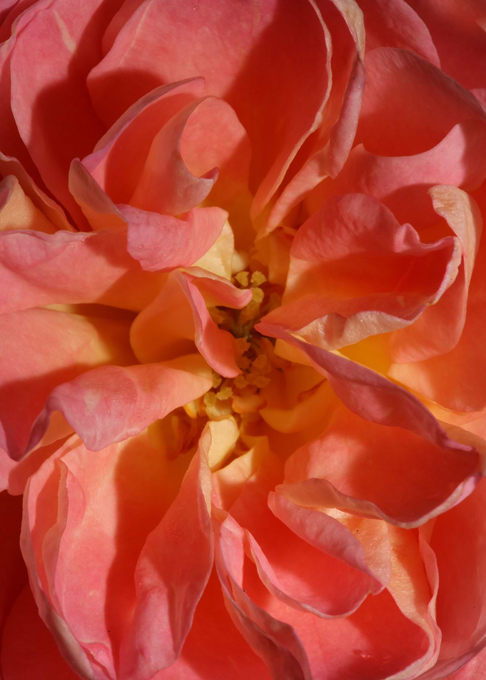Rose flower blossom macro