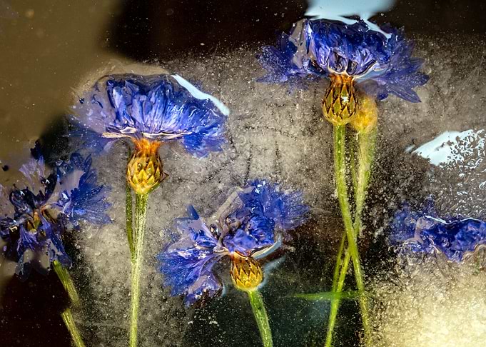 Frozen Flowers 03