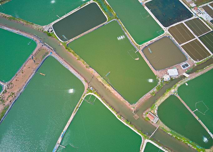 Shrimp farms in Giao Thuy