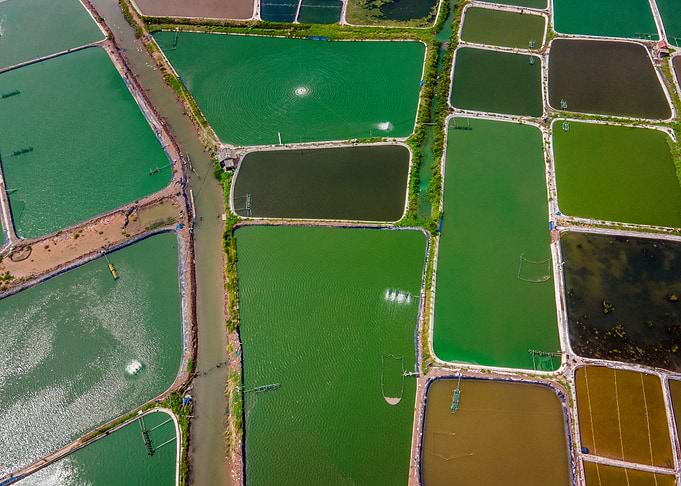 Shrimp farms in Giao Thuy