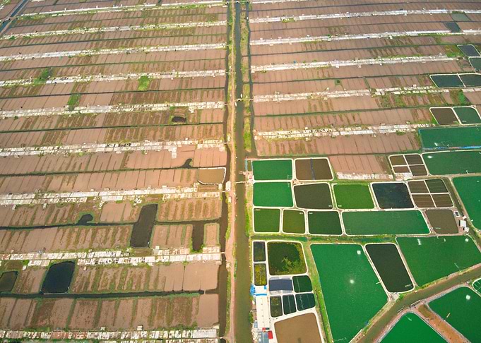 Shrimp farms in Giao Thuy