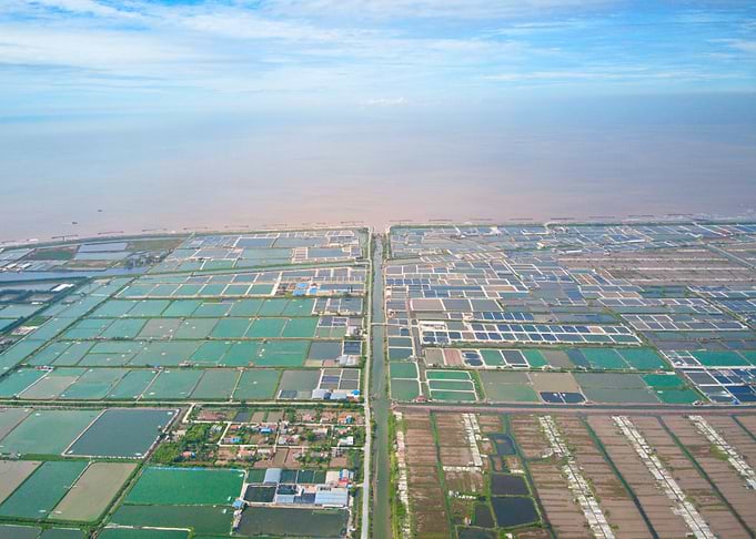 Shrimp farms in Giao Thuy