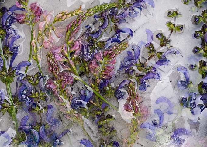 Frozen Flowers 02
