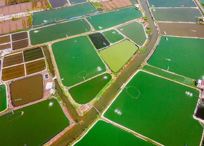 Shrimp farms
