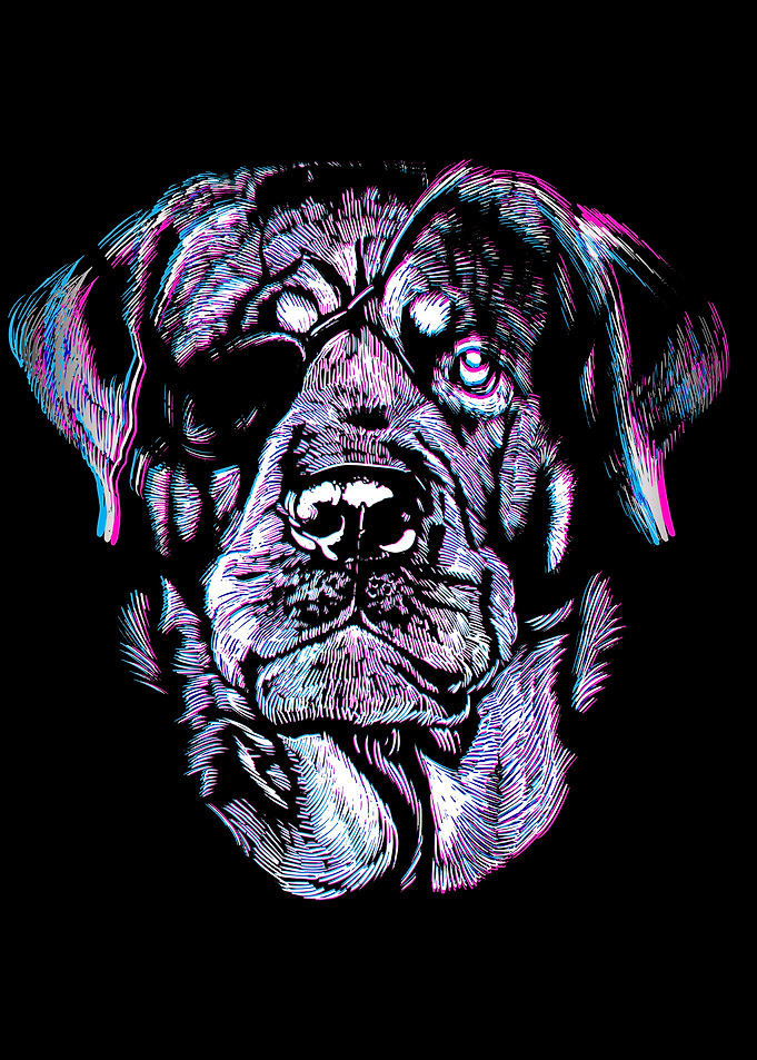 Rottweiler Dog With Eyepat