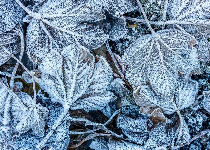 Frosty leaf