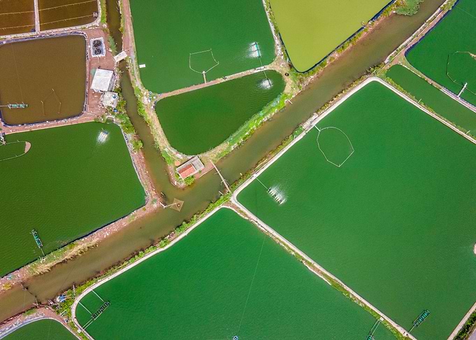 Shrimp farms in Giao Thuy