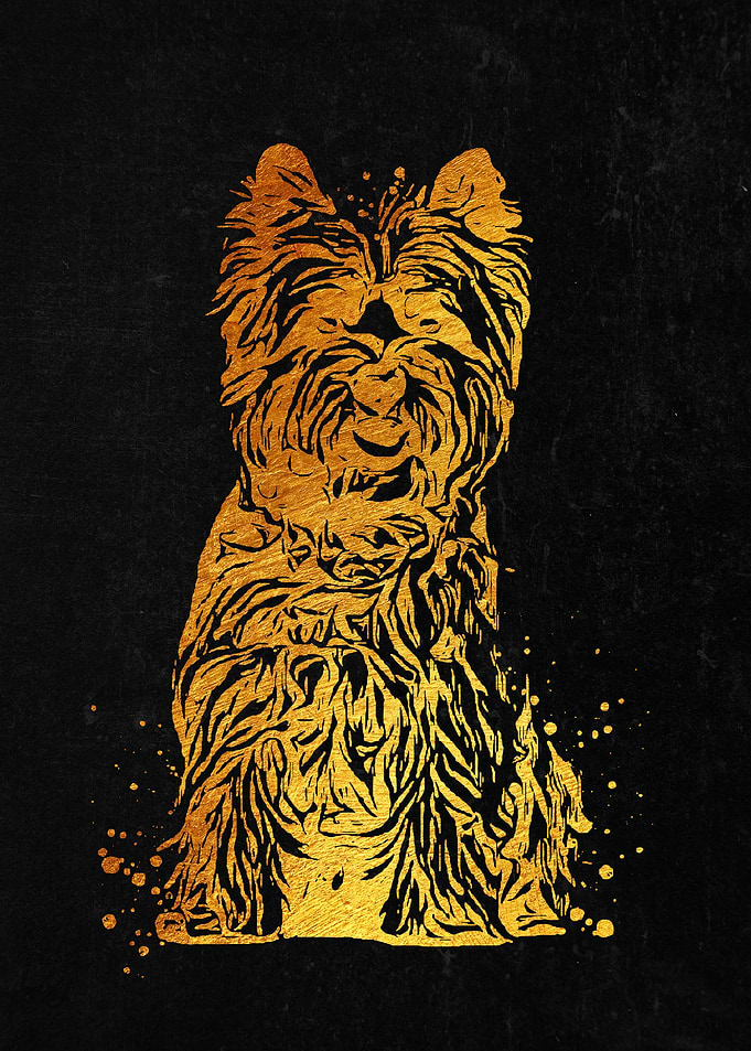Cairn Terrier Dog